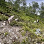 Neugierige Beobachter