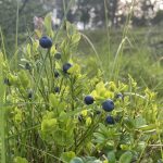 Frische Heidelbeeren