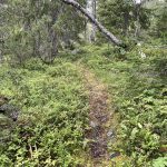 Weiter durchs Unterholz