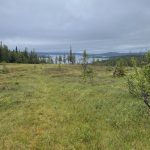 Hinab durch Wald und Sumpf