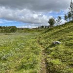 Sattes Grün auf den Wegen