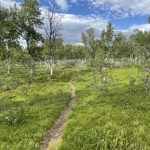 Abwechslung in Wäldern