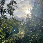 Verwachsene Pfade um die Krutvasshytta