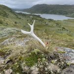 Wächst da etwa ein Geweih?