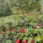 Beeren im Wald