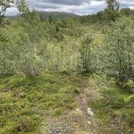 Hinab in kleine Wälder