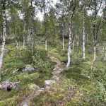 Schöne Birkenwälder