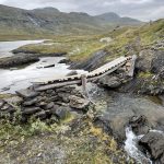 Die hat den letzten WInter nur knapp überlebt