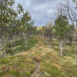 Langsam kommen die ersten Herbstfarben