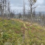 Die Blätter sind hier schon gefallen