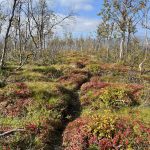 Hügelig und herbstlich