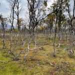 Knorrige Birkenwäldchen