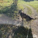 Mit Vierbeinern unterwegs