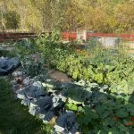 Gemüsegarten der Huskyfarm