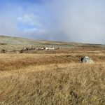 Sie begleiten mich neugierig