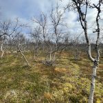 Hier wächst nicht mehr viel